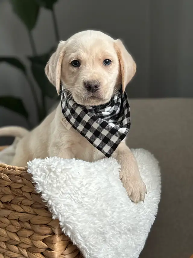 Charcoal & Champagne Purebred Lab Puppies! in Dogs & Puppies for Rehoming in Hamilton - Image 2