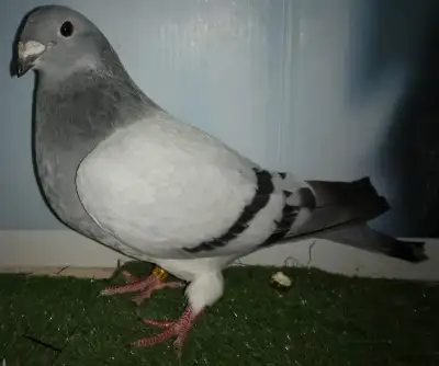 Show Homer femelle pigeon FE296, View more