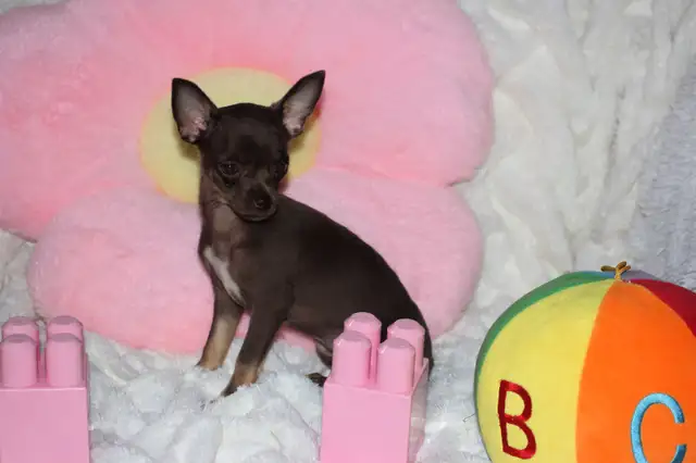 VENDU Chihuahua❤️Femelle❤️Protection100%Garantie.TopQualité★★★ in Dogs & Puppies for Rehoming in Laval / North Shore - Image 5