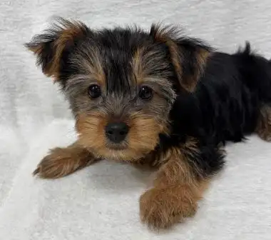Black and Tan Yorkshire Terrier puppies, View more