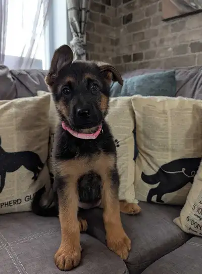 Chiot Femelle Berger Allemand ~  Enr. CKC / CCC, View more