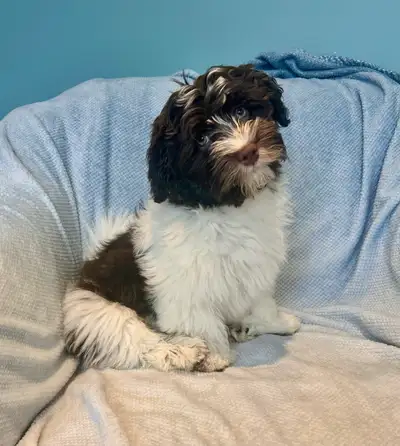 SOLD CKC Chocolate Havanese puppy *, View more
