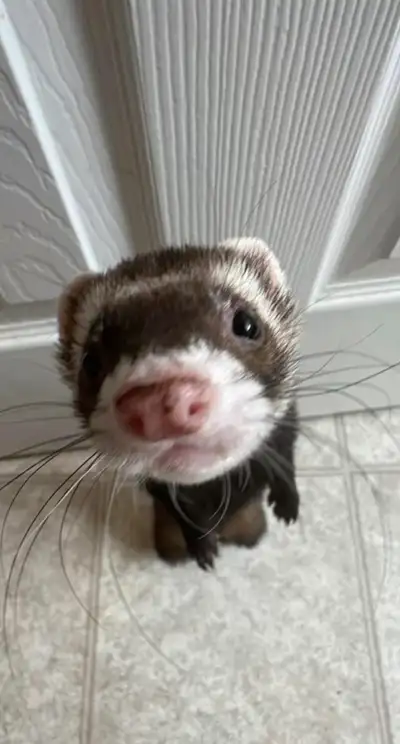 Ferret wanted, View more