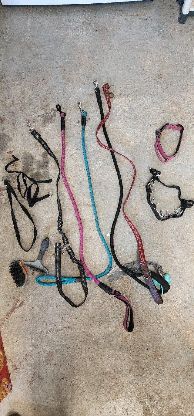 Leashes and collars in Other in Grand Bend - Image 2