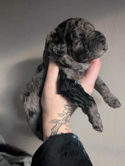 F1bb Mini Aussiedoodles, View more