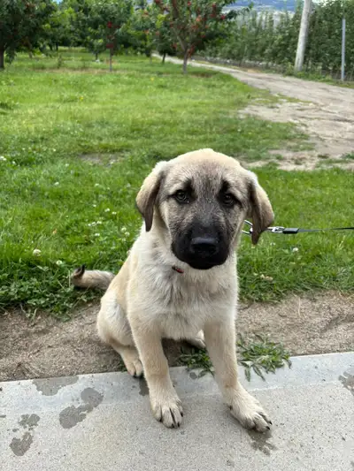 Kangel dogs for sale , View more