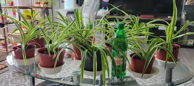 Spider Plants, View more