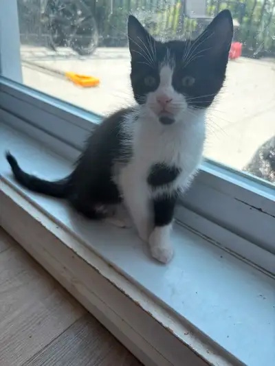chaton a vendre, View more