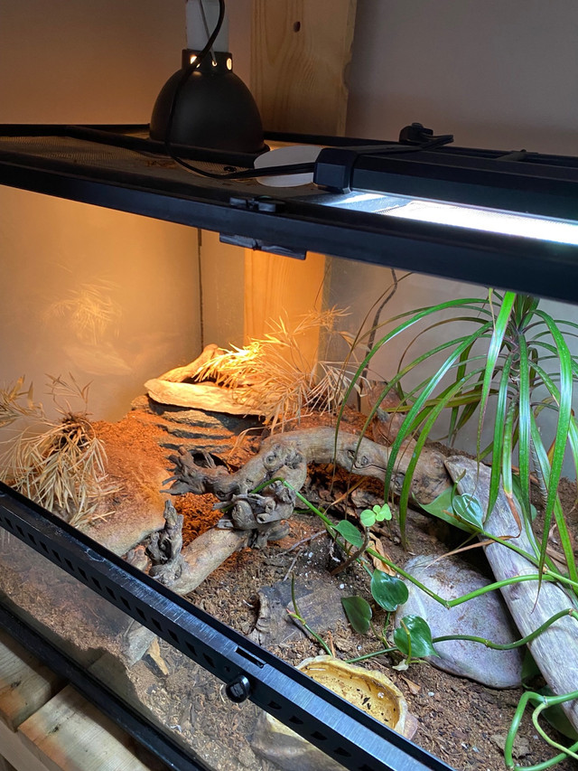 Leopard gecko with terrarium and stand  in Reptiles & Amphibians for Rehoming in Calgary - Image 3