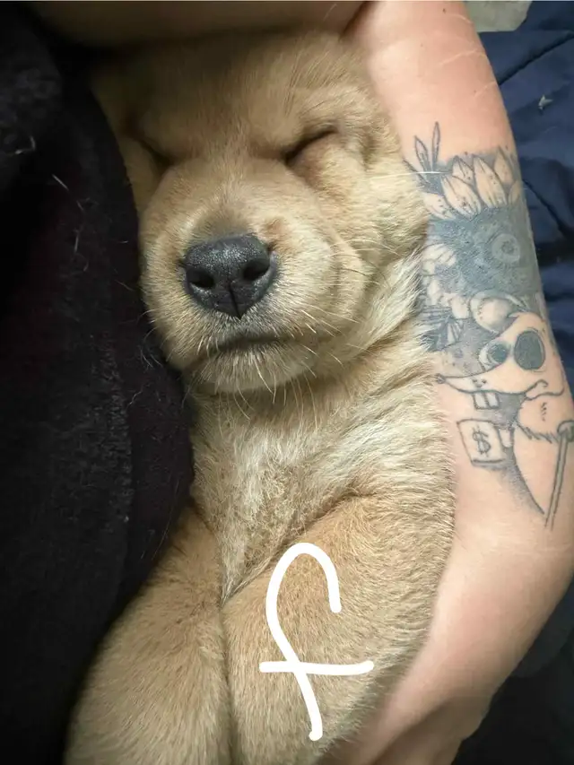 Chow/ mastiff mix. in Dogs & Puppies for Rehoming in Brantford - Image 7