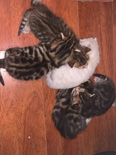 Adorable Bengal Kittens to go to their FURR-ever home, View more