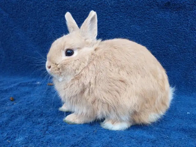 EXTRAORDINARY HOLLAND LOP BABY DWARF BUNNY RABBITS in Small Animals for Rehoming in Ottawa - Image 6