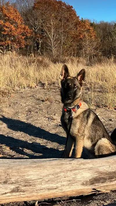 Obedience trained German Shepard, View more