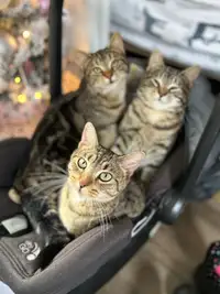 Free Twin one year old cats -Boy & Girl