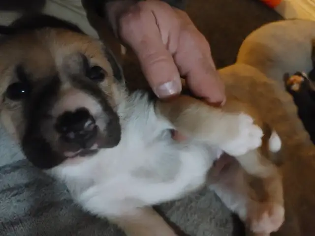 Chio a vendre husky croisé Braque almand Labrador in Dogs & Puppies for Rehoming in Lanaudière - Image 3