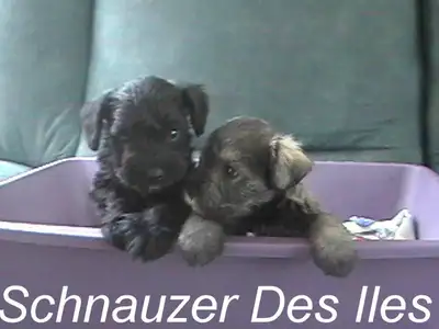 Schnauzer des Iles (page Facebook avec vidéos), élevage en milieu familial, Laurentides, portée à l’...