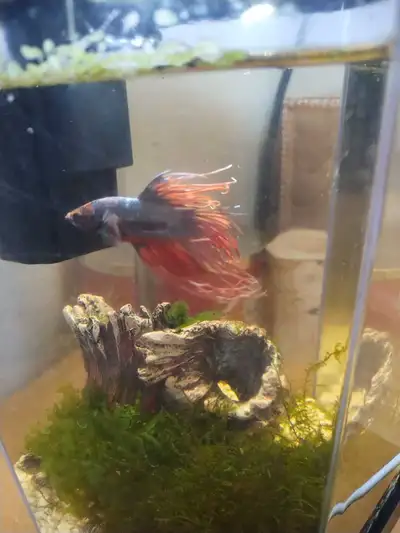Betta fish , View more