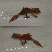 RÉSERVÉ * ON HOLD Uroplatus Phantasticus Gecko