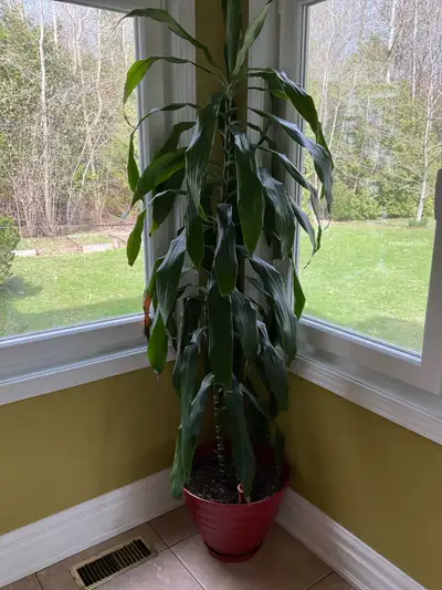 Dracaena Plant, View more