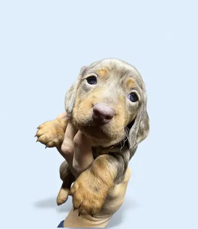 Miniature Dachshund puppies CKC registered, View more
