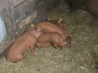 Purebred Tamworth Piglets, View more