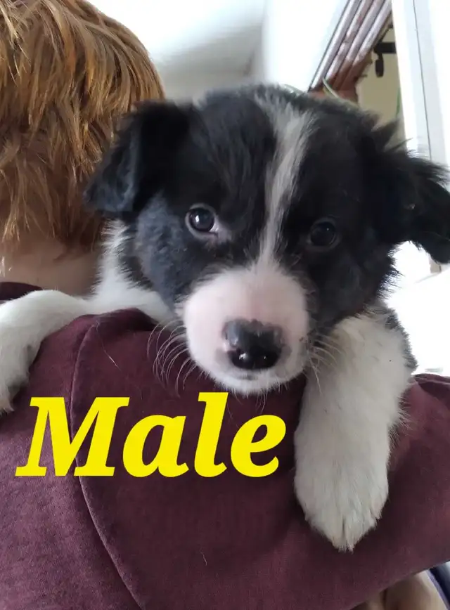Purebred Border Collie puppies in Dogs & Puppies for Rehoming in Moncton - Image 3