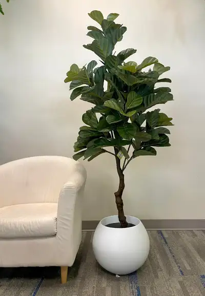 Modern Fiddle Fig Plant – Pickup in Mississauga, View more