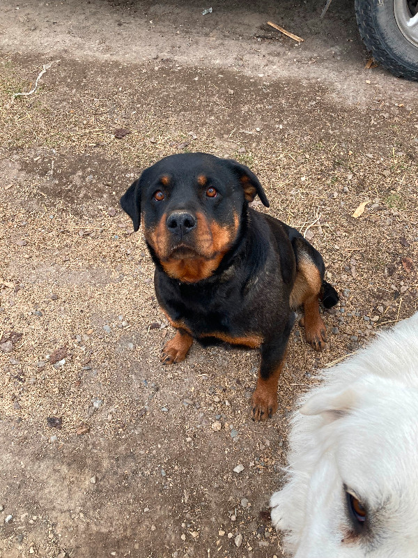 Rottweiler female in Dogs & Puppies for Rehoming in Grande Prairie