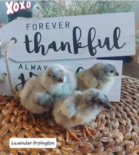 Purebred Lavender Orpington&Wheaten (W/BW/SW) Ameraucana Chicks