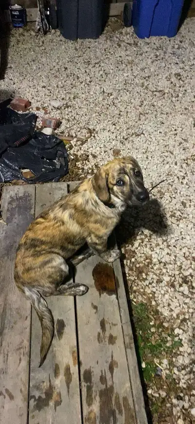 His mom is a golden retriever dads half husky have German shepherd He’s a very good dog I just don’t...