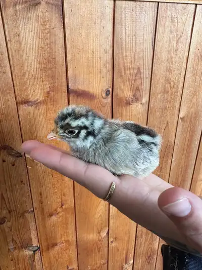 Chicks Hatched, View more