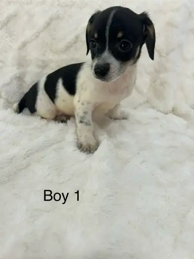Chihuahua X Terrier, View more