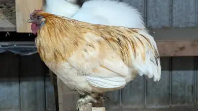 Free rooster , View more