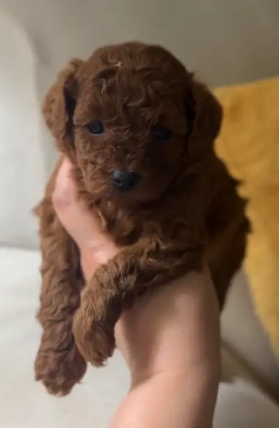 Red Toy Poodle, View more