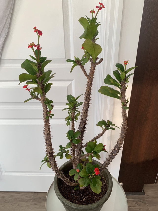 Crown of thorns plant   for  sale! in Plants, Fertilizer & Soil in Mississauga / Peel Region - Image 2