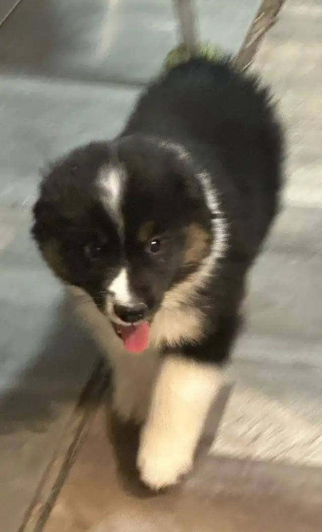 CKC Miniature American Shepherd (AKA : Mini Aussie)  in Dogs & Puppies for Rehoming in Napanee - Image 7