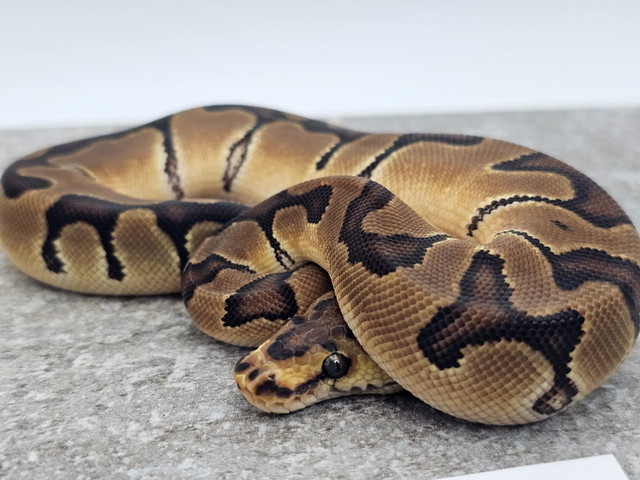2023 Male Enchi Clown Ball Python in Reptiles & Amphibians for Rehoming in Markham / York Region - Image 3