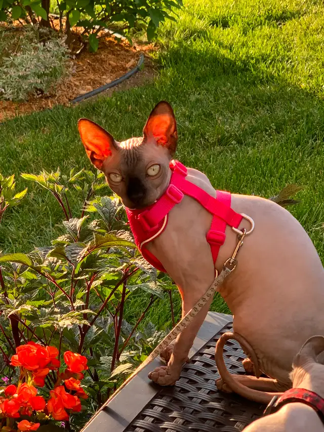 Chatons Sphynx et Elf in Cats & Kittens for Rehoming in Lanaudière - Image 6