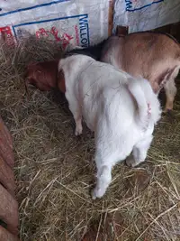 Purebred boar goat buck