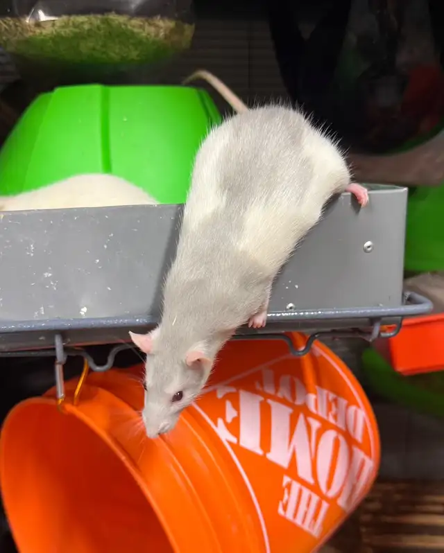 Friendly baby rats (3 months) looking for families | Small Animals for ...