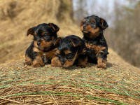 Yorkshire Terrier Puppies -All Sold