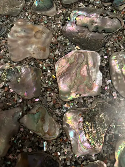 Shell Tray VINTAGE, View more