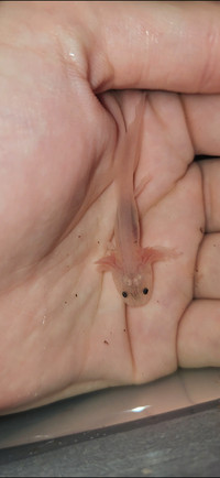 Axolotl (gold,wild,melanoid,lucy,albinos)