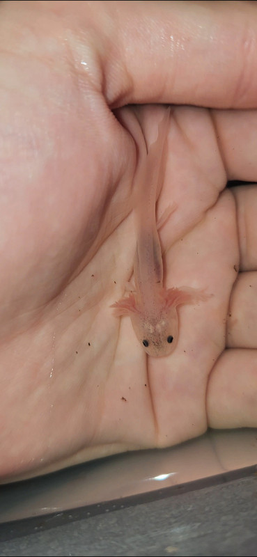 Axolotl (gold,wild,melanoid,lucy,albinos) dans Reptiles et amphibiens à adopter  à Saguenay