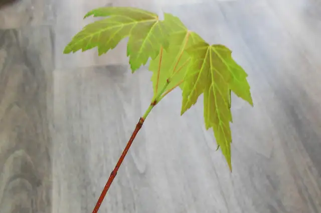 VARIOUS SMALL MAPLE TREES FOR PLANTING, SILVER MAPLE, ETC