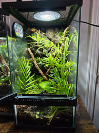 Bioactive tank and dart frogs