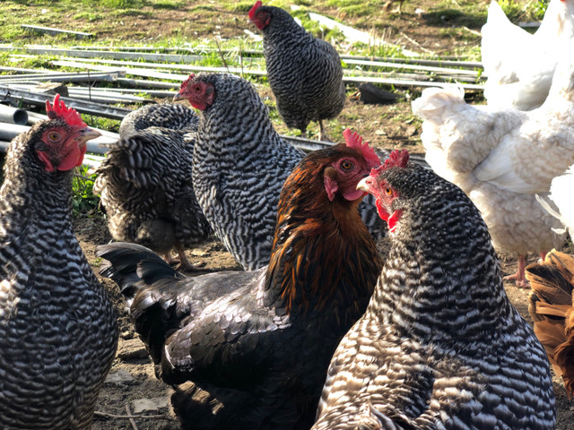 Chicken eggs in Livestock in Barrie - Image 3