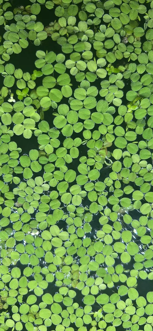 Salvinia Minima in Plants, Fertilizer & Soil in Kamloops - Image 3