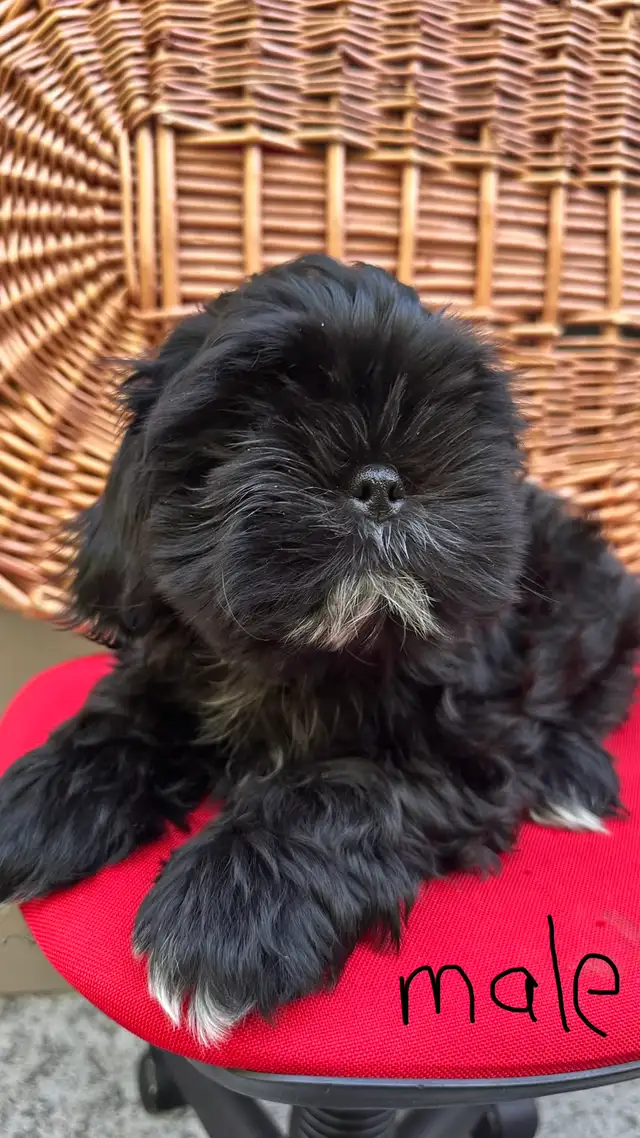 Shih tzu puppies 4 left in Dogs & Puppies for Rehoming in Vernon - Image 7