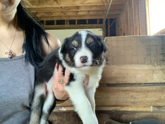 Border collie pure race in Dogs & Puppies for Rehoming in West Island - Image 6